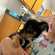 Reese joined the competition — help win amazing prizes! puppy, dog, person, hand, chain, shirt, kitchen, cabinet, paper_towel_holder, window, indoor, pet, cute, young_dog, holding, colorful_clothing, furniture, countertop, toy, decor