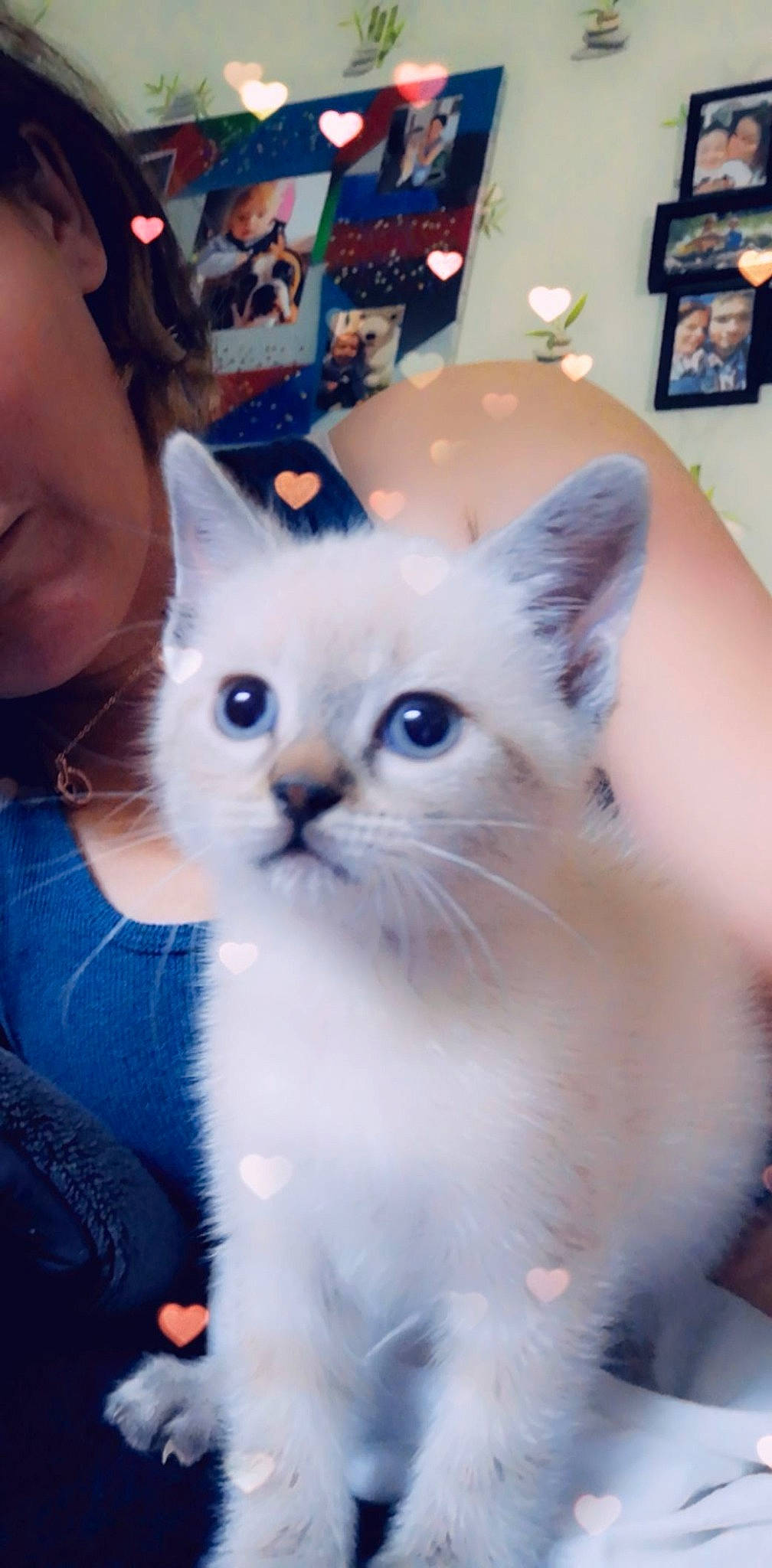 Kiara participe au concours pour gagner de l'argent avec cette photo : asian, balinese, birman, burmilla, carnivore, cat, colorpoint_shorthair, eye, felidae, javanese, kitten, mammal, ojos_azules, ragdoll, small_to_medium_sized_cats, thai, turkish_angora, turkish_van, vertebrate, whiskers