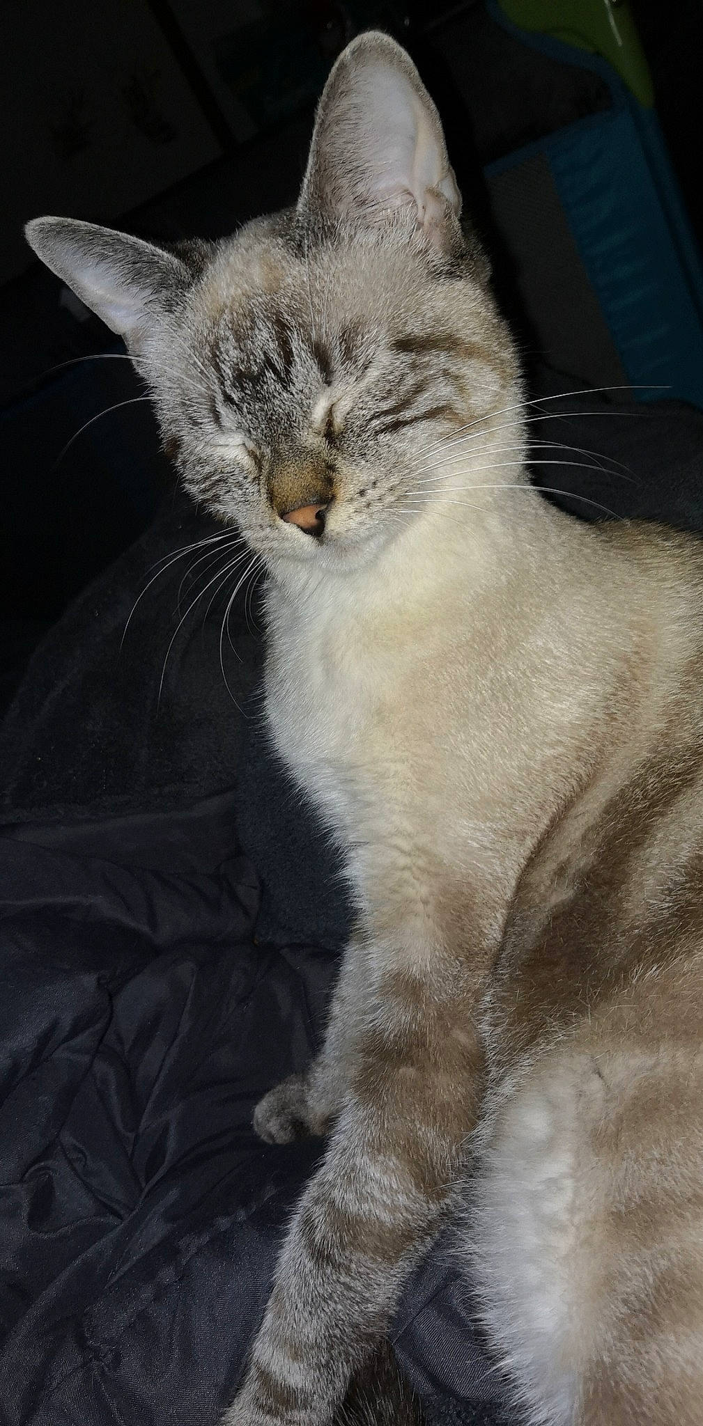 Kiara participe au concours pour gagner de l'argent avec cette photo : asian, balinese, carnivore, cat, domestic_short_haired_cat, european_shorthair, felidae, german_rex, javanese, kitten, mammal, ojos_azules, oriental_longhair, small_to_medium_sized_cats, vertebrate, whiskers