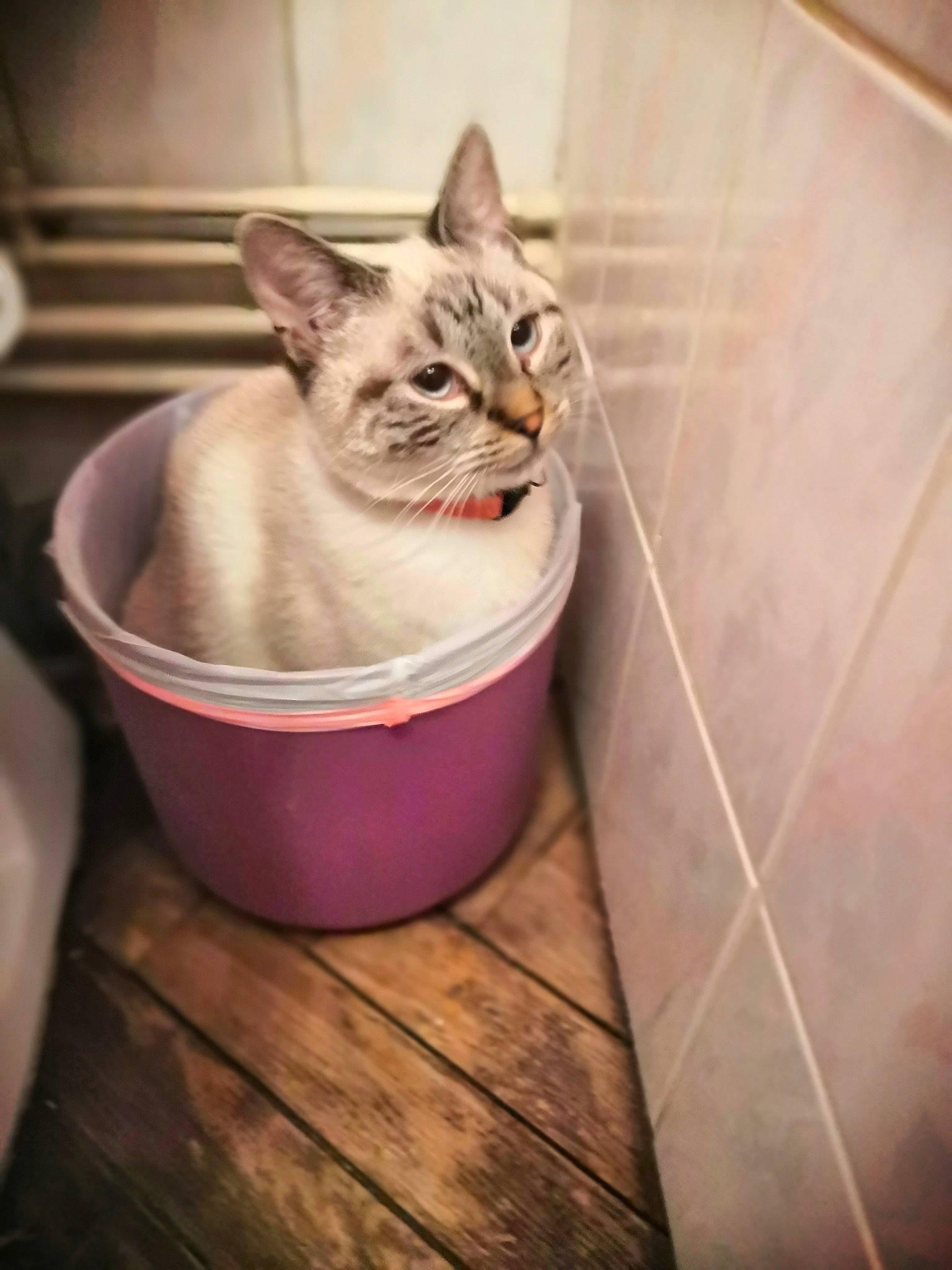 Kiara participe au concours pour gagner de l'argent avec cette photo : asian, burmilla, carnivore, cat, domestic_short_haired_cat, european_shorthair, fawn, felidae, kitten, small_to_medium_sized_cats, thai, whiskers