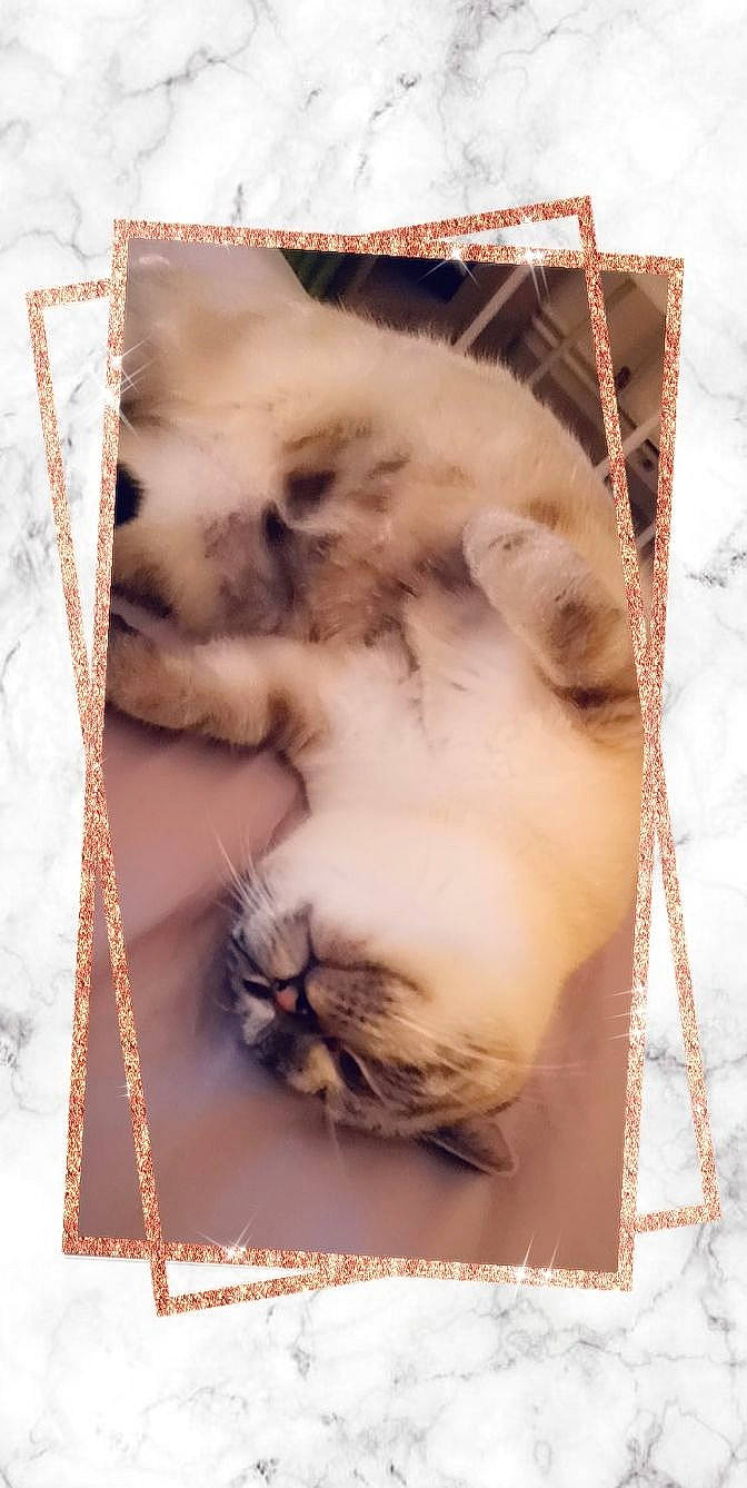 Kiara participe au concours pour gagner de l'argent avec cette photo : carnivore, cat, fawn, felidae, fur, kitten, nose, paper_product, paw, ragdoll, small_to_medium_sized_cats, snout, whiskers