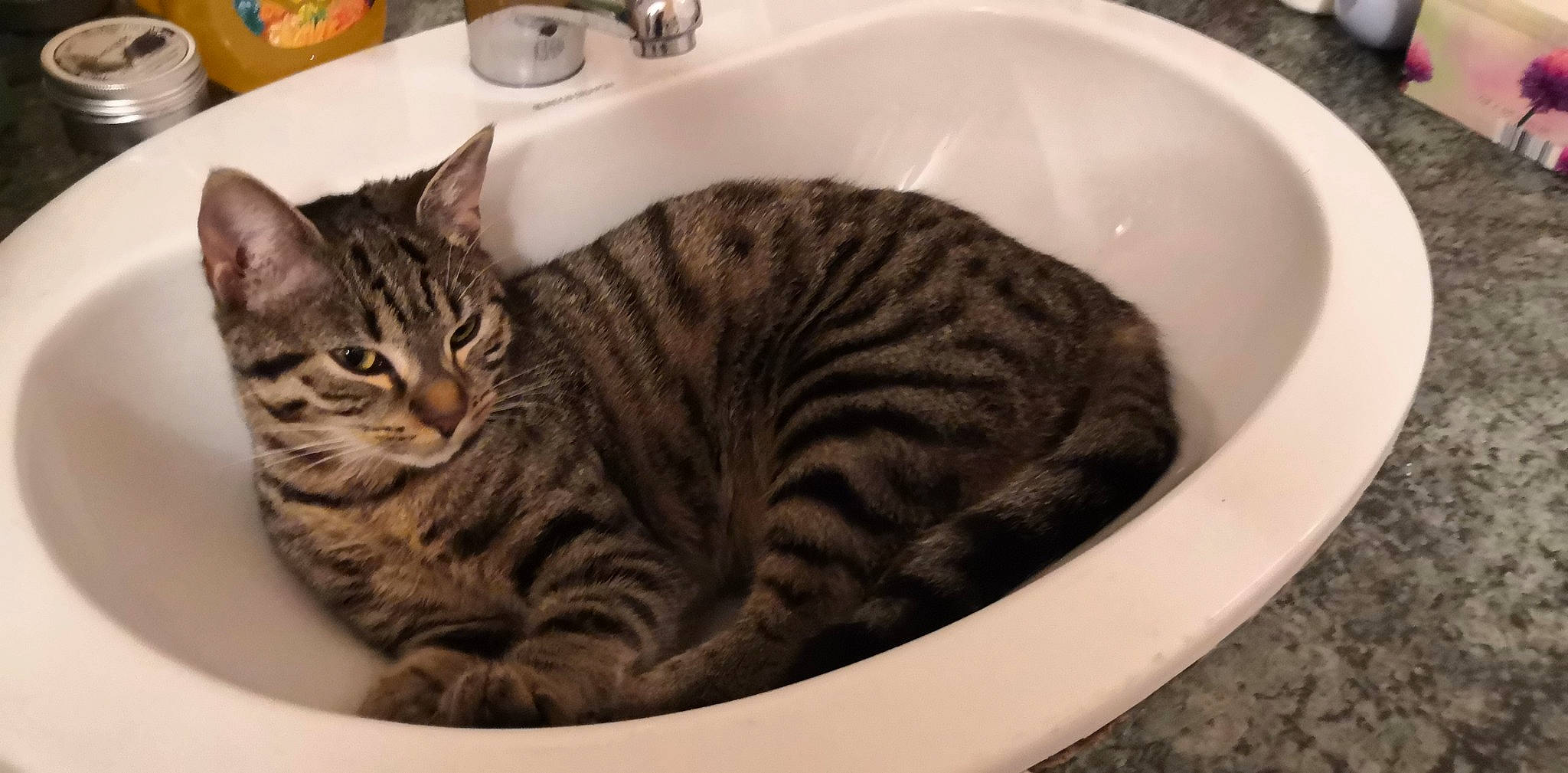 Jupiter participe au concours pour gagner de l'argent avec cette photo : american_shorthair, asian, australian_mist, bengal, california_spangled, carnivore, cat, domestic_short_haired_cat, dragon_li, egyptian_mau, european_shorthair, felidae, kitten, mammal, ocicat, small_to_medium_sized_cats, tabby_cat, toyger, vertebrate, whiskers