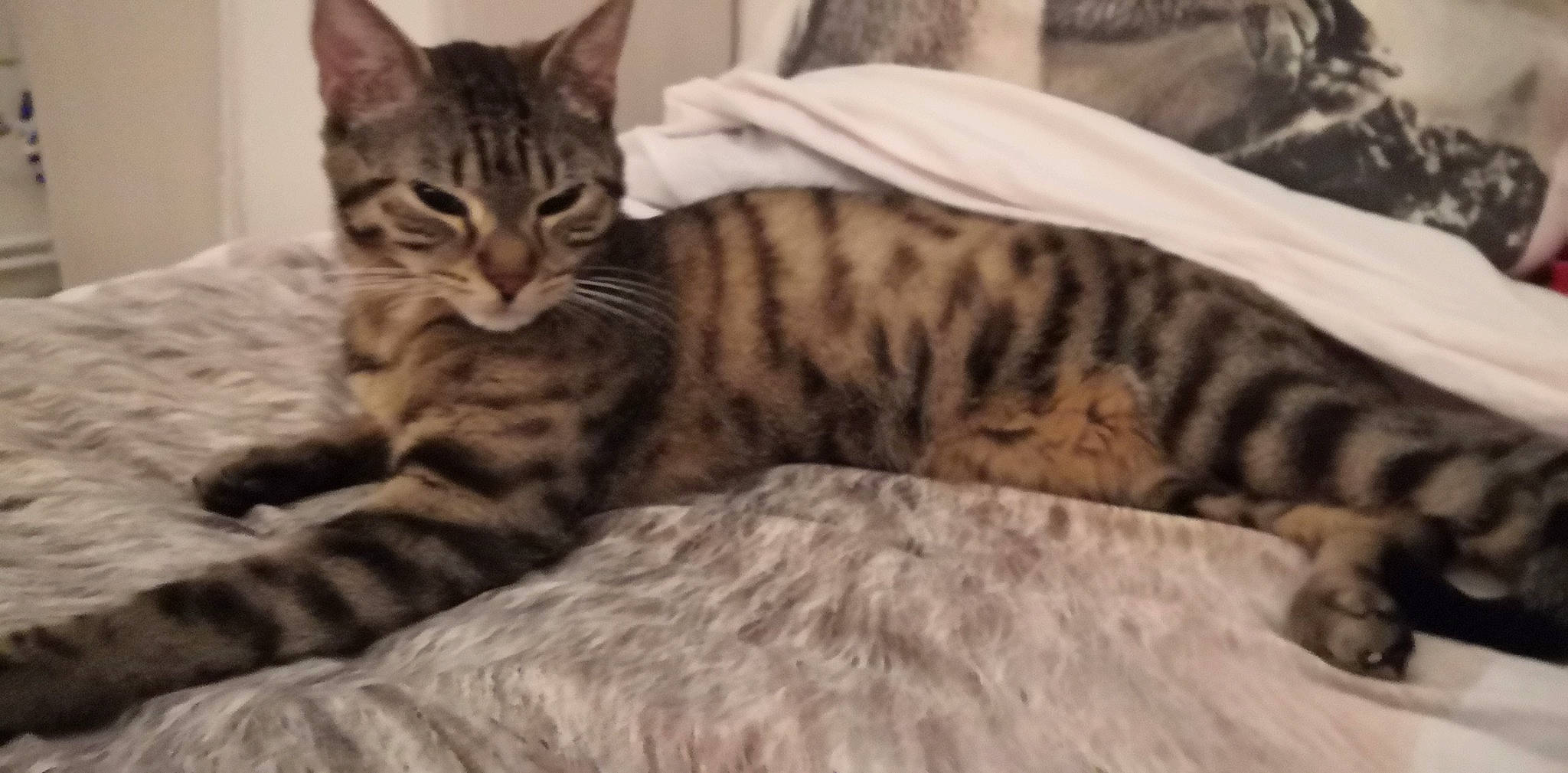 Jupiter a rejoint le concours — aidez-le/la à gagner de superbes lots ! american_shorthair, asian, bengal, california_spangled, carnivore, cat, domestic_short_haired_cat, dragon_li, egyptian_mau, european_shorthair, felidae, kitten, mammal, ocicat, pixie_bob, small_to_medium_sized_cats, tabby_cat, toyger, vertebrate, whiskers