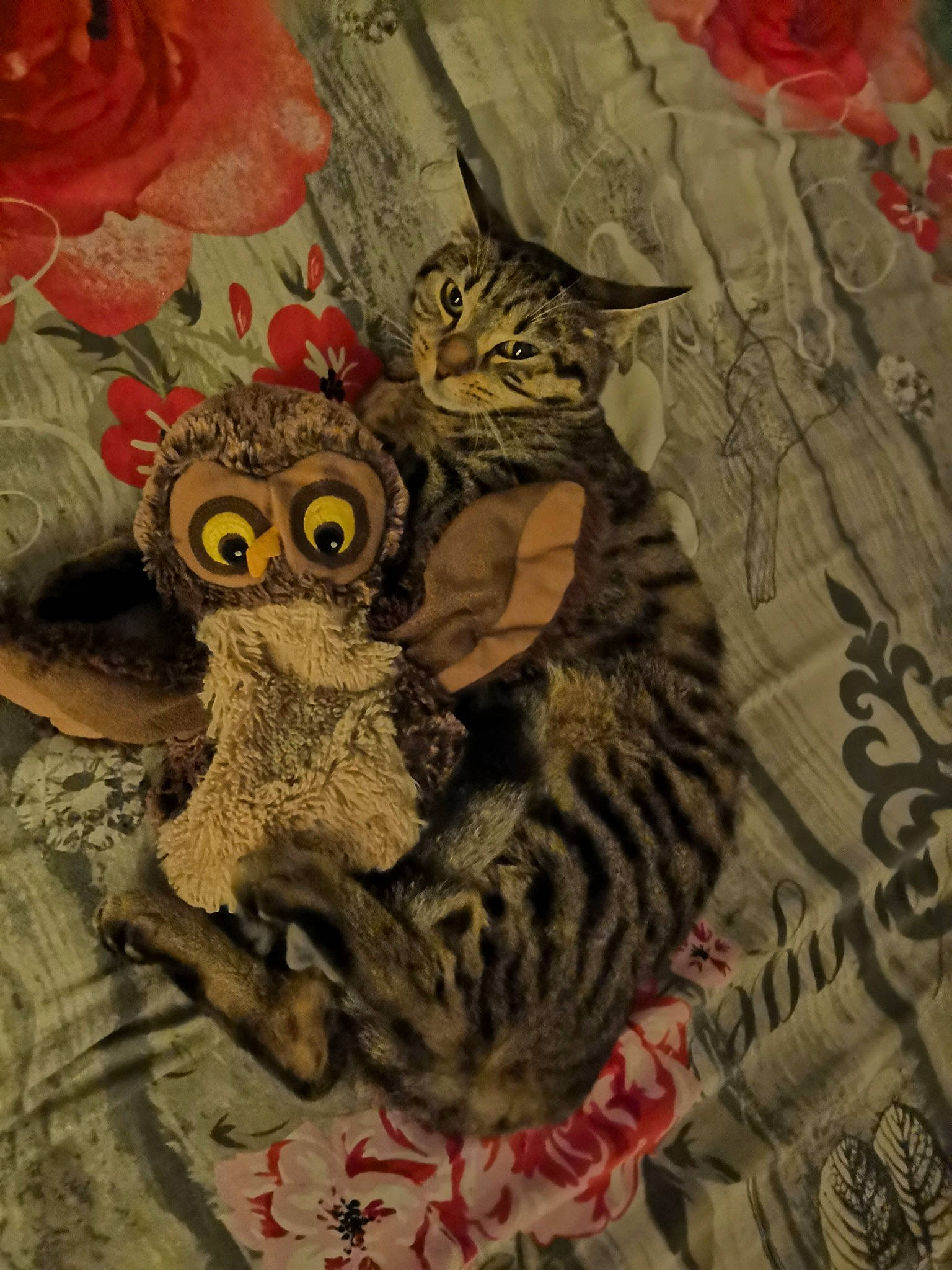 Jupiter a rejoint le concours — aidez-le/la à gagner de superbes lots ! american_shorthair, asian, california_spangled, carnivore, cat, domestic_short_haired_cat, dragon_li, european_shorthair, felidae, illustration, kitten, ocicat, owl, pattern, pixie_bob, rusty_spotted_cat, small_to_medium_sized_cats, tabby_cat, whiskers, wild_cat