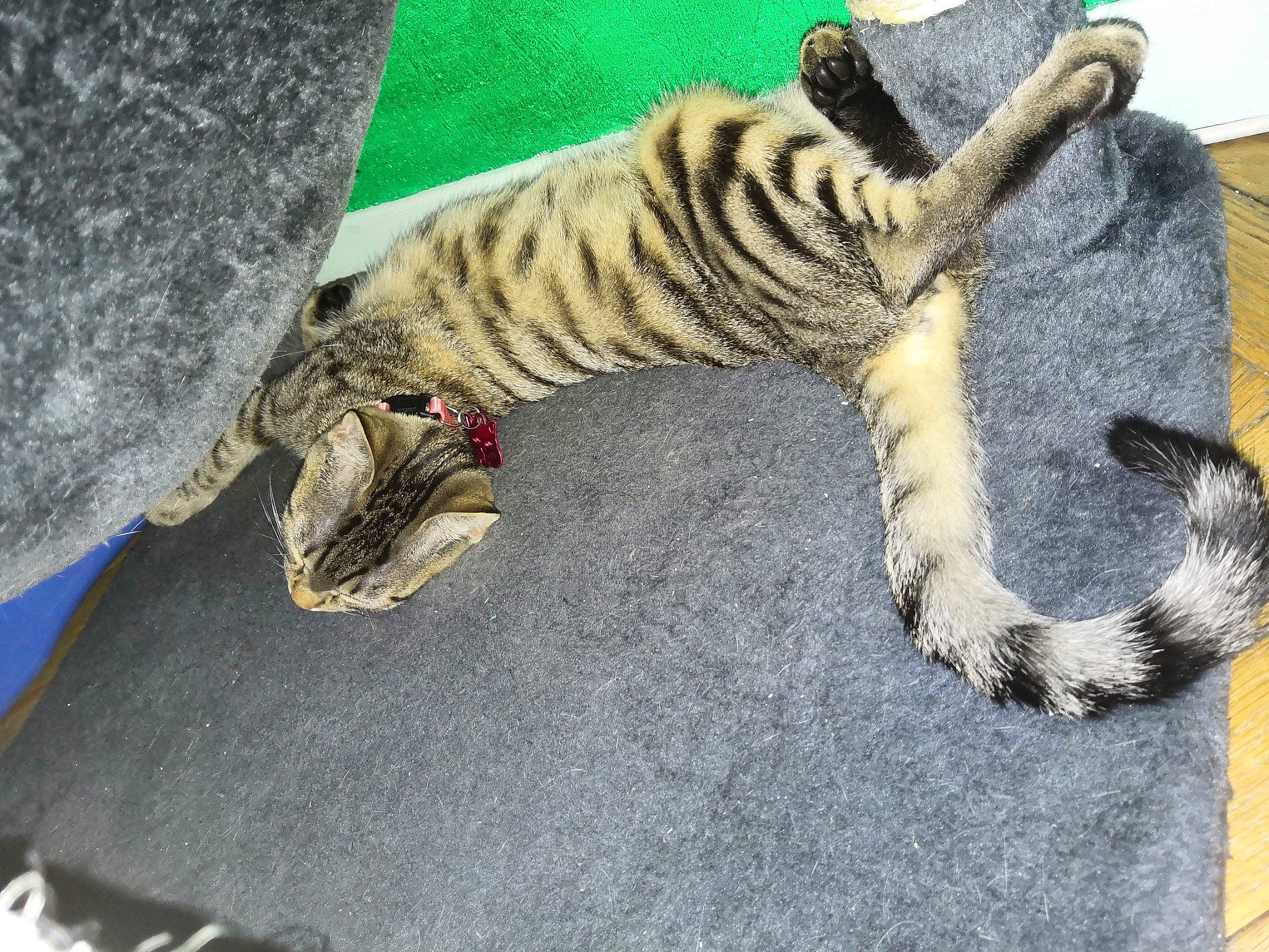 Jupiter a rejoint le concours — aidez-le/la à gagner de superbes lots ! bengal_tiger, carnivore, cat, claw, dragon_li, european_shorthair, felidae, fur, paw, small_to_medium_sized_cats, tabby_cat, tail, tiger, toyger, whiskers, wildlife