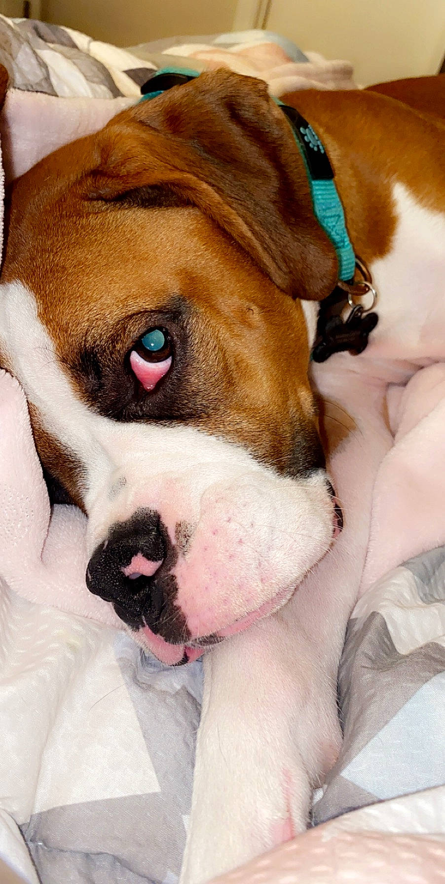 Carter joined the competition — help win amazing prizes! boxer, canidae, carnivore, companion_dog, dog, dog_breed, ear, fawn, mammal, non_sporting_group, nose, old_english_bulldog, olde_english_bulldogge, puppy, puppy_love, rare_breed_dog, snout, sporting_group, valley_bulldog, vertebrate