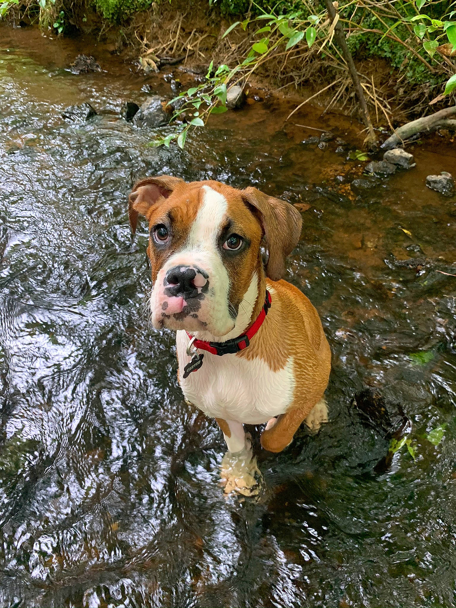 Carter joined the competition — help win amazing prizes! adventure, american_bulldog, american_staffordshire_terrier, boxer, bulldog, canidae, carnivore, companion_dog, dog, dog_breed, fawn, mammal, non_sporting_group, old_english_bulldog, olde_english_bulldogge, rare_breed_dog, snout, sporting_group, valley_bulldog, vertebrate