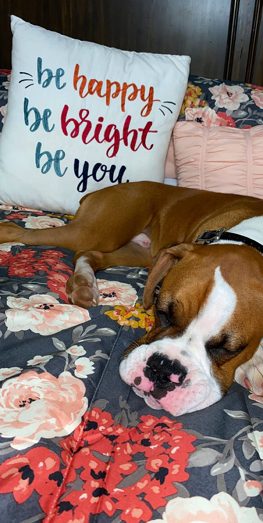 Carter is registered to the contest to win money with this photo: american_bulldog, australian_bulldog, boxer, british_bulldogs, bulldog, canidae, carnivore, companion_dog, dog, dog_breed, fawn, nap, non_sporting_group, old_english_bulldog, olde_english_bulldogge, pit_bull, puppy_love, rare_breed_dog, snout