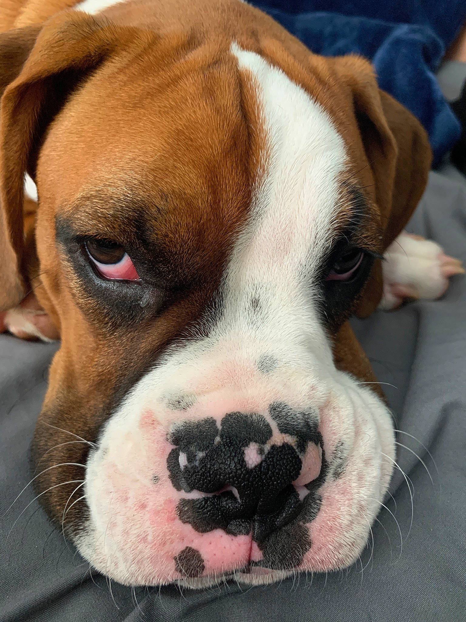Carter is registered to the contest to win money with this photo: american_bulldog, australian_bulldog, boxer, bulldog, canidae, carnivore, companion_dog, dog, dog_breed, fawn, mammal, nose, old_english_bulldog, olde_english_bulldogge, puppy, rare_breed_dog, snout, sporting_group, valley_bulldog, vertebrate