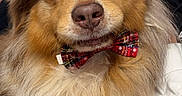 Pop Corn participe au concours pour gagner de l'argent avec cette photo : dog, australian_shepherd, bow_tie, fluffy, pet, indoor, close_up, brown_eyes, white_paws, fur, cute, portrait, animal, companion, domestic_animal, sitting, friendly, canine, mammal, cozy