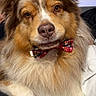 dog, australian_shepherd, bow_tie, fluffy, pet, indoor, close_up, brown_eyes, white_paws, fur, cute, portrait, animal, companion, domestic_animal, sitting, friendly, canine, mammal, cozy