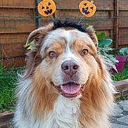 Pop Corn participe au concours pour gagner de l'argent avec cette photo : dog, australian_shepherd, smiling, costume, halloween, headband, outdoor, fence, garden, plant, pavement, happy, pet, fluffy, portrait, animal, cute, festive, holiday, celebration