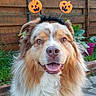 dog, australian_shepherd, smiling, costume, halloween, headband, outdoor, fence, garden, plant, pavement, happy, pet, fluffy, portrait, animal, cute, festive, holiday, celebration