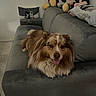 dog, couch, plush_toy, mickey_mouse, pillow, living_room, pet, happy, tongue_out, fur, indoor, floor, relaxing, brown, white, smiling, stuffed_animal, home_decor, seating, comfortable