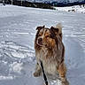 dog, snow, mountain, leash, outdoor, winter, sky, cloud, fur, animal, nature, scenic, pets, adventure, cold, landscape, canine, snowy, daytime, mountain_range
