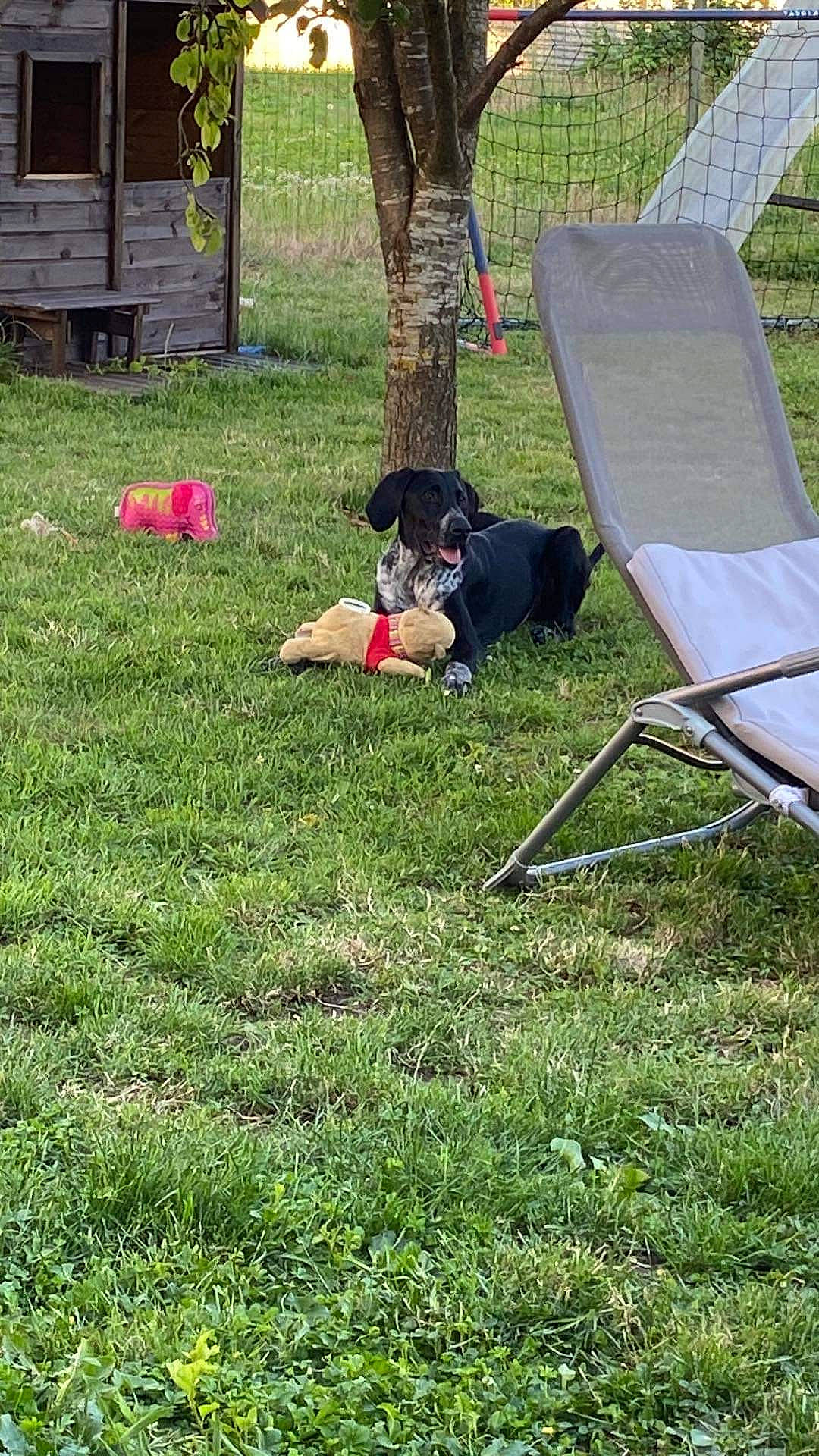 Black participe au concours pour gagner de l'argent avec cette photo : carnivore, chair, companion_dog, dog, dog_breed, folding_chair, garden, grass, groundcover, lawn, leisure, outdoor_furniture, plant, recreation, sitting, sporting_group, tree, vertebrate, working_animal, yard