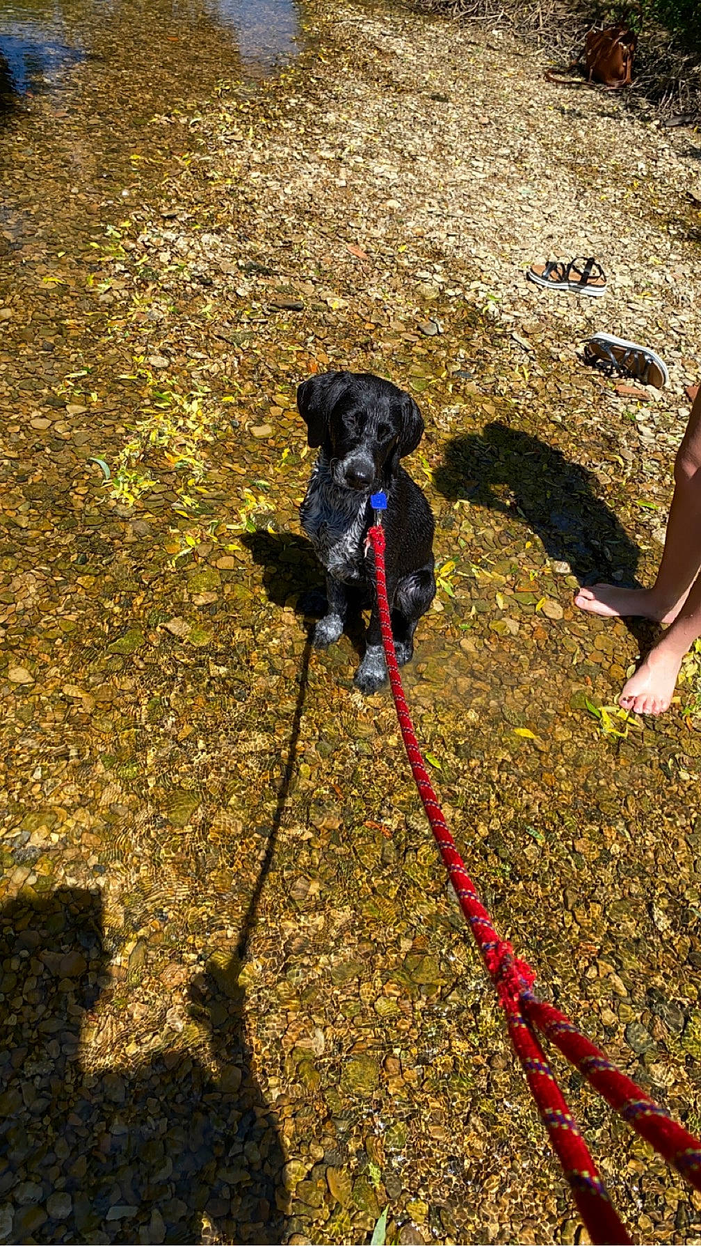 Black a rejoint le concours — aidez-le/la à gagner de superbes lots ! camera, cameras_optics, carnivore, collar, companion_dog, dog, dog_breed, dog_collar, dog_supply, electric_blue, fashion_accessory, fawn, garden_hose, grass, landscape, leash, pet_supply, snout, soil, working_animal