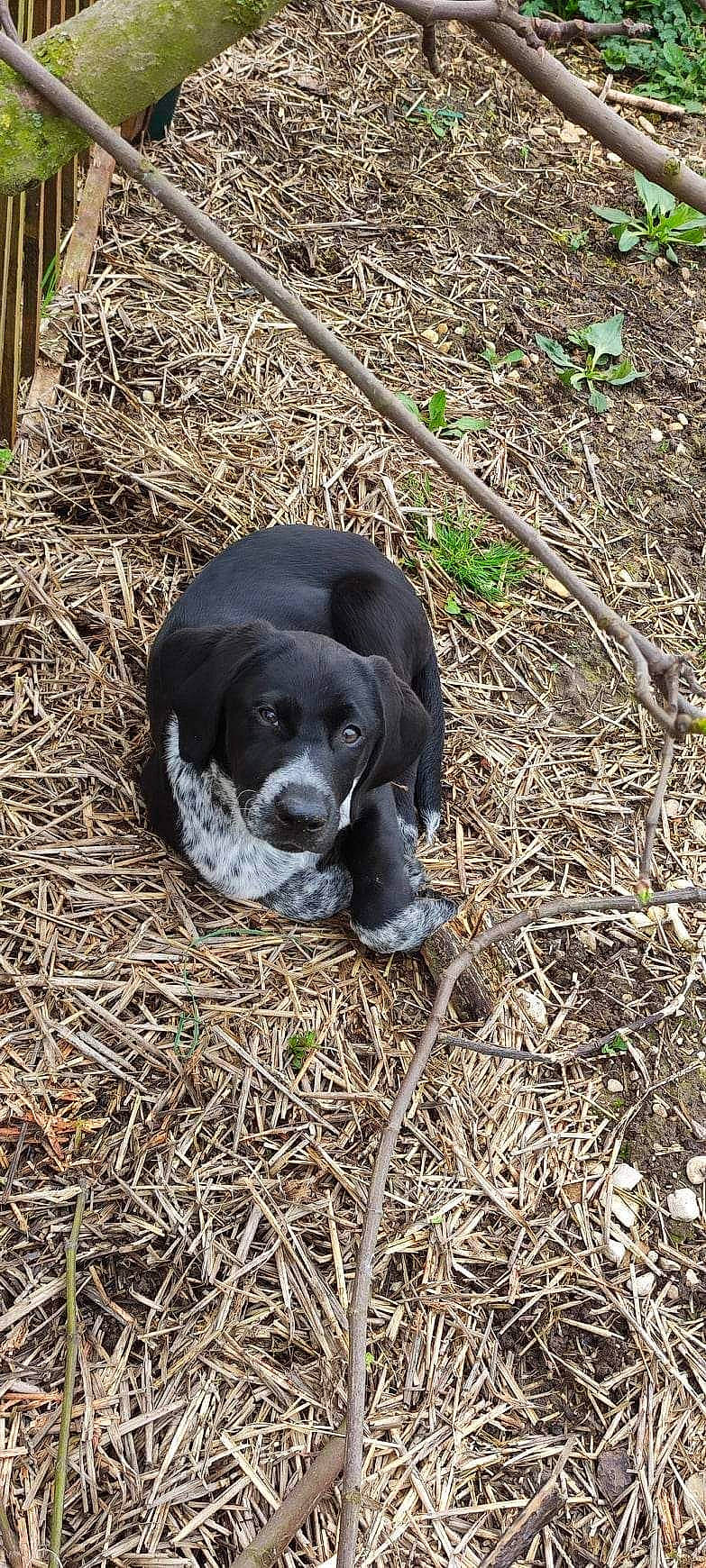 Black participe au concours pour gagner de l'argent avec cette photo : borador, canidae, carnivore, companion_dog, dog, dog_breed, fawn, fur, grass, gun_dog, hunting_dog, natural_material, snout, soil, sporting_group, tail, terrestrial_animal, whiskers, wildlife, working_animal