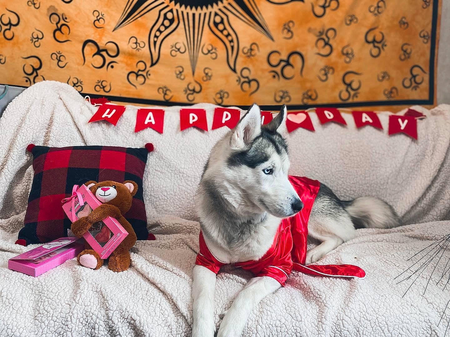 Aurora joined the competition — help win amazing prizes! bedding, carnivore, comfort, companion_dog, couch, dog_breed, fawn, felidae, fur, grey, linens, living_room, pattern, pillow, room, small_to_medium_sized_cats, textile, throw_pillow, whiskers, white