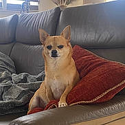 Tomy a rejoint le concours — aidez-le/la à gagner de superbes lots ! dog, small_dog, chihuahua, tan_dog, leather_couch, red_cushion, gray_blanket, living_room, window, blinds, decorative_giraffe, lamp, ornamental_plants, indoor, pet, furniture, relaxed, seated, household, cozy