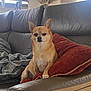 dog, small_dog, chihuahua, tan_dog, leather_couch, red_cushion, gray_blanket, living_room, window, blinds, decorative_giraffe, lamp, ornamental_plants, indoor, pet, furniture, relaxed, seated, household, cozy