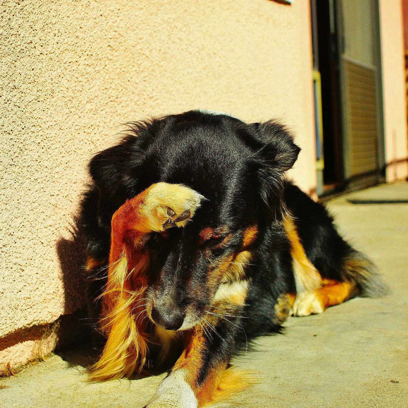 Rowdey