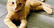 Narnia is registered to the contest to win money with this photo: cat, orange_tabby, pet, animal, feline, indoor, wooden_floor, relaxed, cute, fur, whiskers, paws, laying_down, domestic_cat, young_cat, stretching, portrait, close_up, sleepy, curious