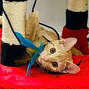 Narnia joined the competition — help win amazing prizes! cat, pet, feather_toy, scratching_post, red_surface, playful, curious, wide_eyes, indoor, feline, whiskers, ears, fur, animal, close_up, head_tilt, toy, rope, black, beige