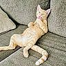 Narnia is registered to the contest to win money with this photo: cat, ginger_cat, feline, pet, animal, couch, sofa, indoor, relaxed, grooming, tongue, pink_tongue, fur, whiskers, tail, paws, home, cozy, comfortable, resting