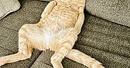 Narnia is registered to the contest to win money with this photo: animal, cat, couch, cute, domestic_cat, ears, funny_pose, fur, furniture, ginger_cat, indoor, laying_down, living_room, paws, pet, relaxed, tabby, tail, whiskers, wide_eyes