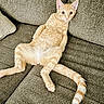 cat, ginger_cat, pet, cute, relaxed, couch, furniture, indoor, animal, tabby, fur, tail, whiskers, ears, paws, laying_down, wide_eyes, funny_pose, domestic_cat, living_room