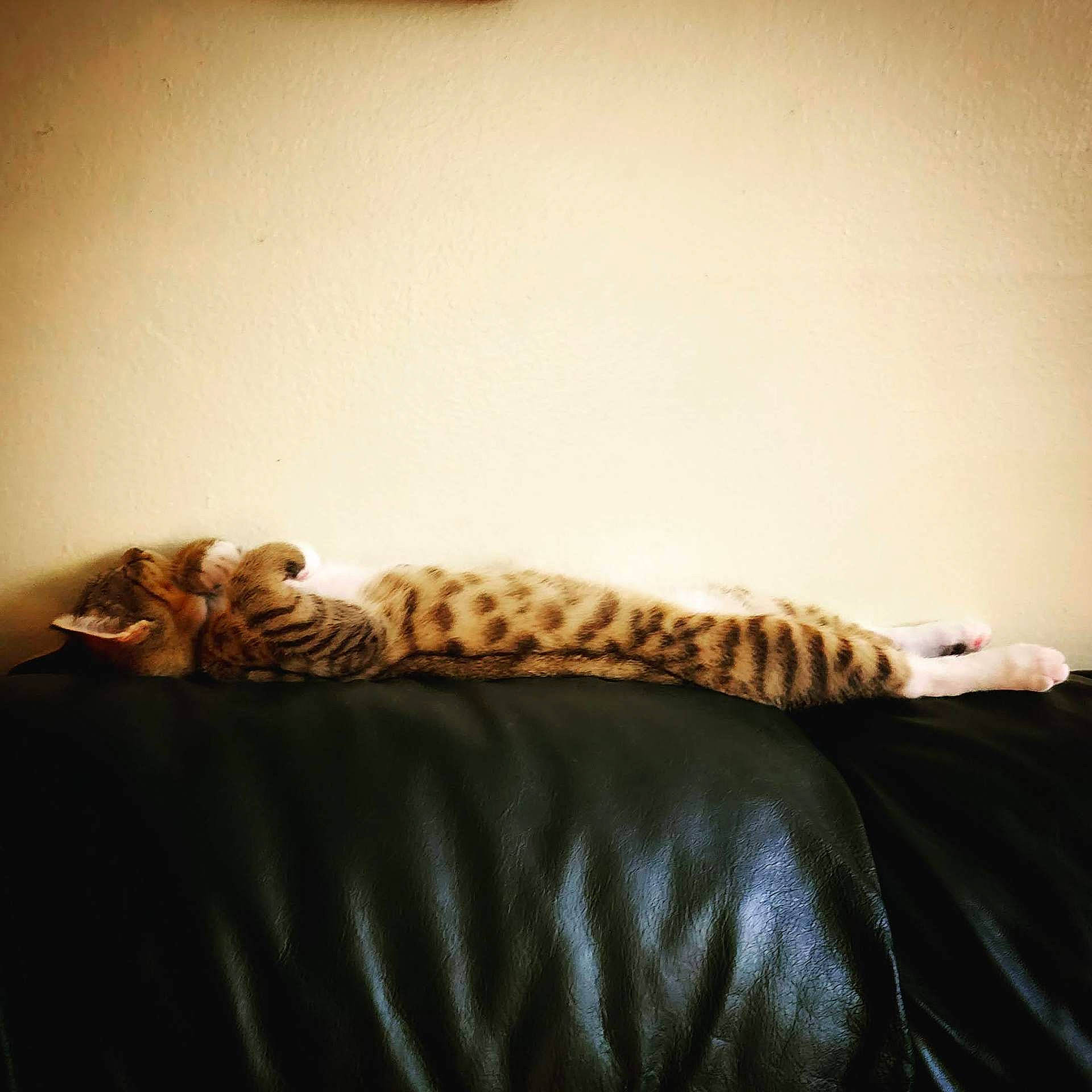 Sr. Jak Russell Rubeus Sparrow joined the competition — help win amazing prizes! animal, bed, bedroom, blanket, cat, couch, cushion, egyptiancat, face, furniture, homedecor, indoors, kitten, manx, ocelot, panther, person, pet, room, sleeping