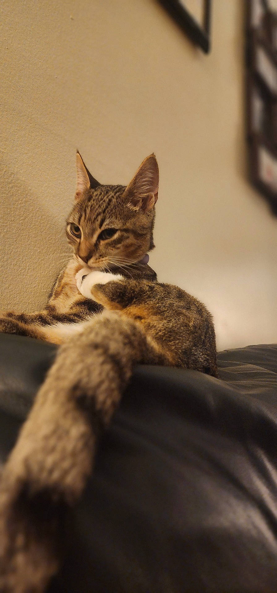 Sr. Jak Russell Rubeus Sparrow joined the competition — help win amazing prizes! abyssinian, animal, architecture, building, cat, chair, computer, couch, electronics, furniture, hardwood, indoors, kitten, livingroom, manx, person, pet, room, sleeping, wood