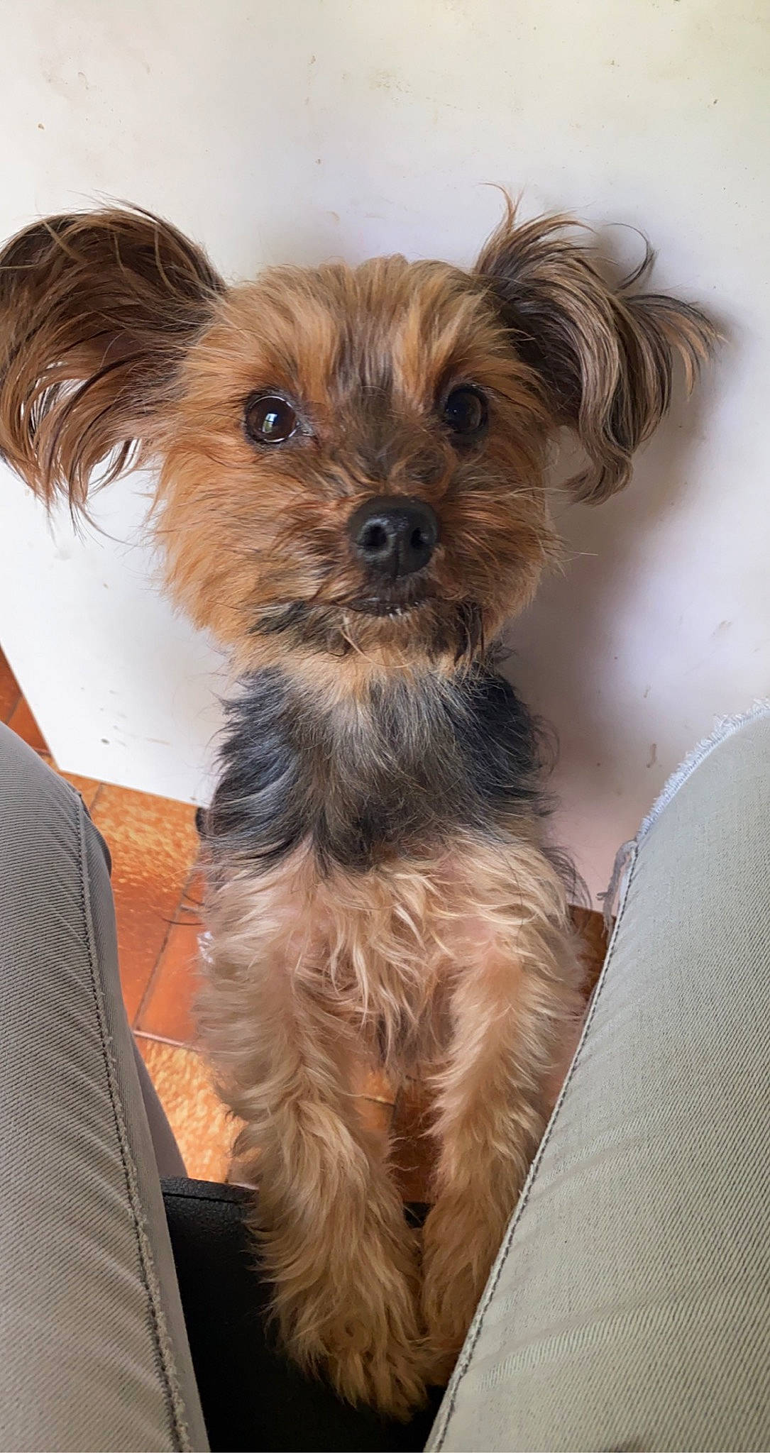Dina participe au concours pour gagner de l'argent avec cette photo : biewer_terrier, canidae, carnivore, companion_dog, dog, dog_breed, dog_supply, fawn, fur, liver, maltepoo, puppy, small_terrier, snout, sporting_group, terrier, toy_dog, working_animal, yorkipoo, yorkshire_terrier
