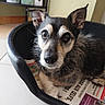 animal, black_and_tan, close_up, companion, curious, cute, dog, domestic, ears_up, floor, household_items, indoor, looking_up, newspaper, pet, plastic_bed, relaxed, scruffy, shelf, tile_floor