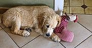 Biloute participe au concours pour gagner de l'argent avec cette photo : puppy, dog, golden_retriever, toy, fabric_toy, chicken_toy, floor, tile_floor, indoor, pet, sleepy, cute, animal, domestic_animal, young_dog, fur, paw, resting, cozy, home