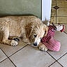 Biloute participe au concours pour gagner de l'argent avec cette photo : puppy, dog, golden_retriever, toy, fabric_toy, chicken_toy, floor, tile_floor, indoor, pet, sleepy, cute, animal, domestic_animal, young_dog, fur, paw, resting, cozy, home
