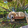 Biloute a rejoint le concours — aidez-le/la à gagner de superbes lots ! golden_retriever, puppy, dog, bench, garden, plants, planter, outdoor, tree, greenery, grass, sunlight, decorative, iron_bench, flower, pet, animal, cute, resting, nature