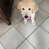 Biloute participe au concours pour gagner de l'argent avec cette photo : adorable, animal, canine, cute, dog, domestic_animal, floor, fluffy, fur, golden_retriever, indoor, licking, mammal, pet, puppy, sitting, small, tile_floor, tongue_out, young