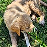 Biloute a rejoint le concours — aidez-le/la à gagner de superbes lots ! animal, bone, canine, chewing, daylight, dog, fur, golden_retriever, grass, greenery, muddy, nature, outdoor, pet, plant, playful, puppy, resting, sunlight, young_dog