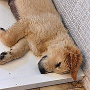 Biloute a rejoint le concours — aidez-le/la à gagner de superbes lots ! puppy, dog, sleeping, fur, golden_retriever, pet, indoor, floor, tile, resting, cute, animal, young, canine, relaxing, adorable, fluffy, cozy, side_view, peaceful