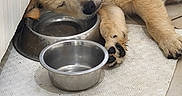 Biloute a rejoint le concours — aidez-le/la à gagner de superbes lots ! animal, canine, cozy, cute, dog, floor, fur, golden_fur, indoors, mat, metal_bowl, paw, pet, puppy, relaxed, resting, sleeping, tile_floor, water_bowl, young_dog