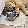 puppy, dog, sleeping, water_bowl, metal_bowl, floor, tile_floor, mat, paw, fur, cute, pet, indoors, resting, young_dog, canine, cozy, relaxed, animal, golden_fur