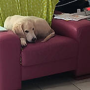 Biloute a rejoint le concours — aidez-le/la à gagner de superbes lots ! armchair, blanket, cable, cozy, curtain, dog, electronic_device, furniture, golden_retriever, green, household, indoor, living_room, maroon, paper, pet, puppy, relaxed, resting, tile_floor