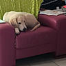 armchair, blanket, cable, cozy, curtain, dog, electronic_device, furniture, golden_retriever, green, household, indoor, living_room, maroon, paper, pet, puppy, relaxed, resting, tile_floor