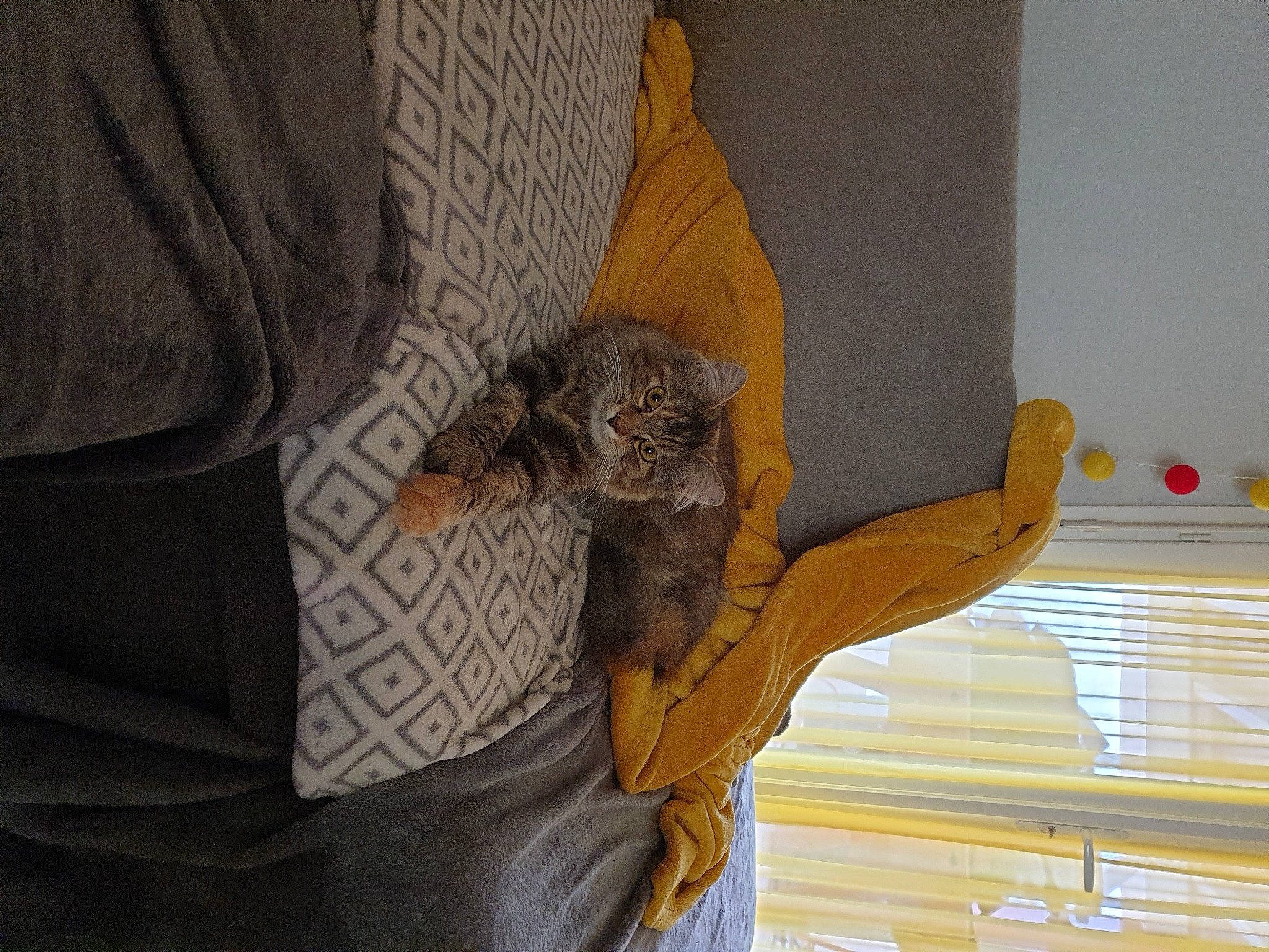 Roxane a rejoint le concours — aidez-le/la à gagner de superbes lots ! cat, ceiling, comfort, domestic_short_haired_cat, felidae, fur, hardwood, molding, pattern, room, sleeve, small_to_medium_sized_cats, tail, textile, whiskers, window, window_blind, window_covering, window_treatment, wood