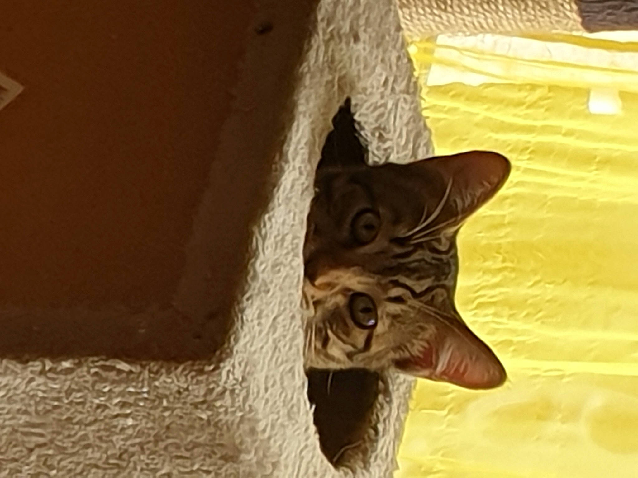 Roméo a rejoint le concours — aidez-le/la à gagner de superbes lots ! art, brown, carnivore, cat, domestic_short_haired_cat, fawn, felidae, fur, metal, sculpture, small_to_medium_sized_cats, snout, statue, tail, tints_and_shades, trunk, water, whiskers, wildlife, wood