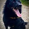 Tsunami participe au concours pour gagner de l'argent avec cette photo : animal, black_dog, building, canine, collar, daylight, dog, ears, fluffy, gravel_path, greenery, happy_dog, muzzle, nature, outdoor, pet, portrait, sitting, smiling, tongue_out