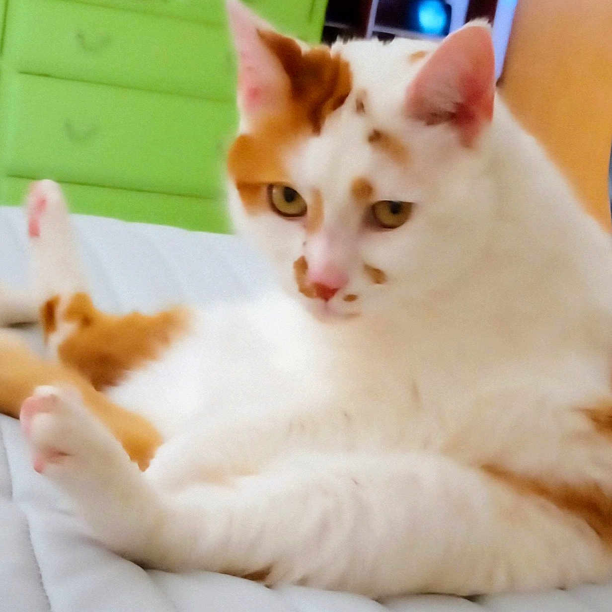 Freckles joined the competition — help win amazing prizes! abyssinian, angora, animal, bed, bedroom, cat, chair, couch, cushion, drawer, furniture, indoors, interiordesign, kitten, manx, person, pet, room, siamese, sleeping