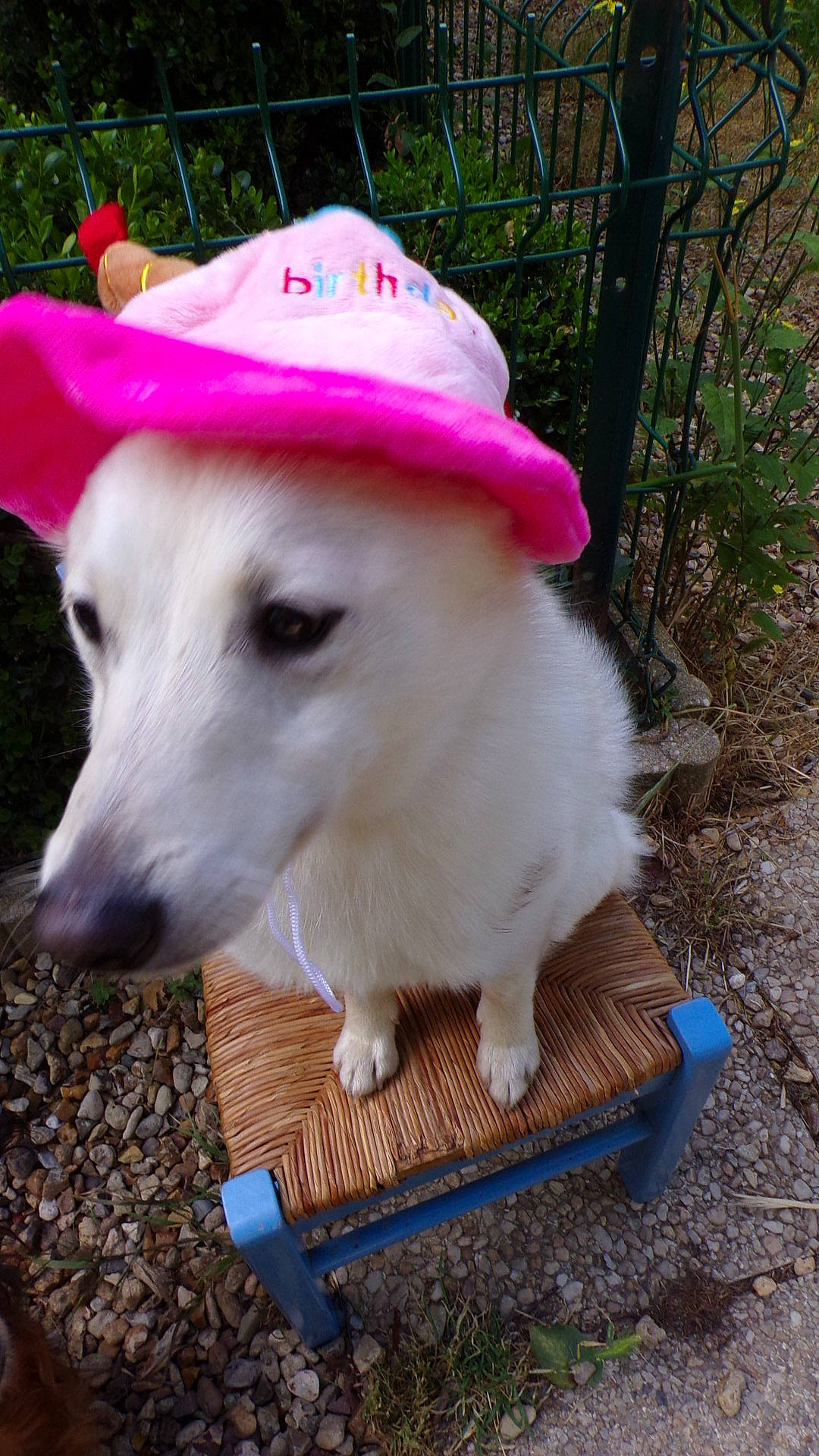 T'Belle participe au concours pour gagner de l'argent avec cette photo : canidae, cap, carnivore, collar, companion_dog, dog, dog_breed, dog_supply, fashion_accessory, fawn, fur, grass, hat, magenta, pet_supply, plant, snout, sporting_group, working_animal, working_dog